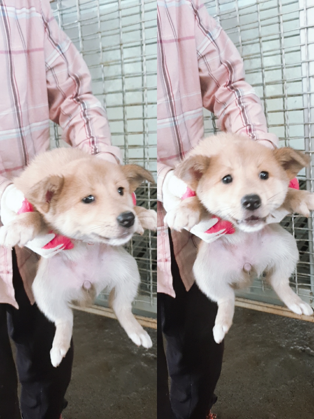 남양동물보호센터_441553202301718